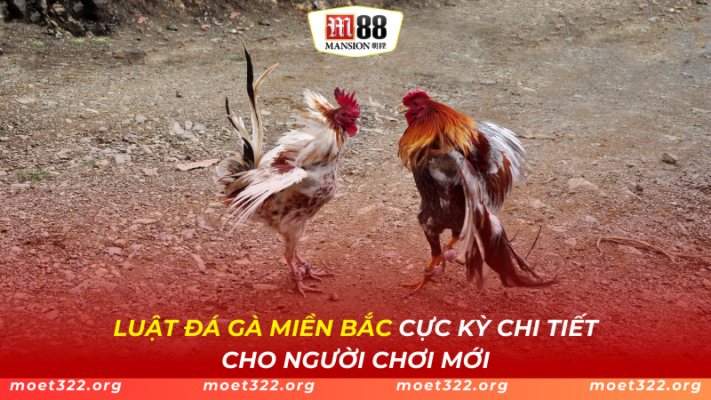 Luật Đá Gà Miền Bắc Cực Kỳ Chi Tiết Cho Người Chơi Mới Tại M88