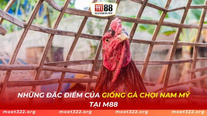 M88 Bật Mí Những Đặc Điểm Của Giống Gà Chọi Nam Mỹ Mới Nhất