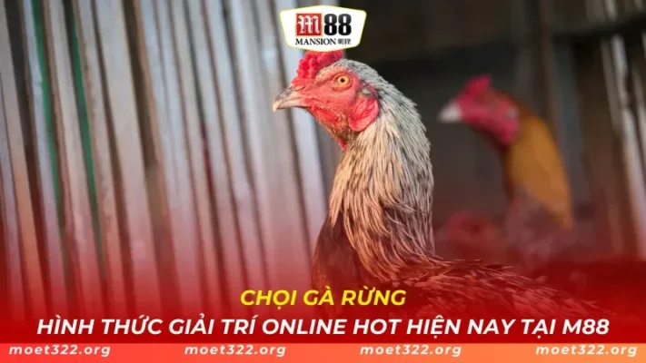 Chọi Gà Rừng - Hình Thức Giải Trí Online Hot Hiện Nay Tại M88