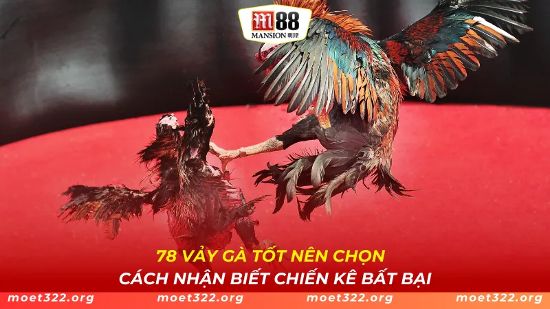 78 Vảy Gà Tốt Nên Chọn - Cách Nhận Biết Chiến Kê Bất Bại